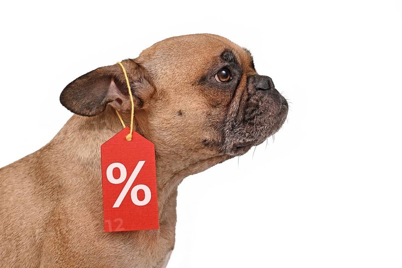French Bulldog dog with price tag with percent sale sign isolated on white background,