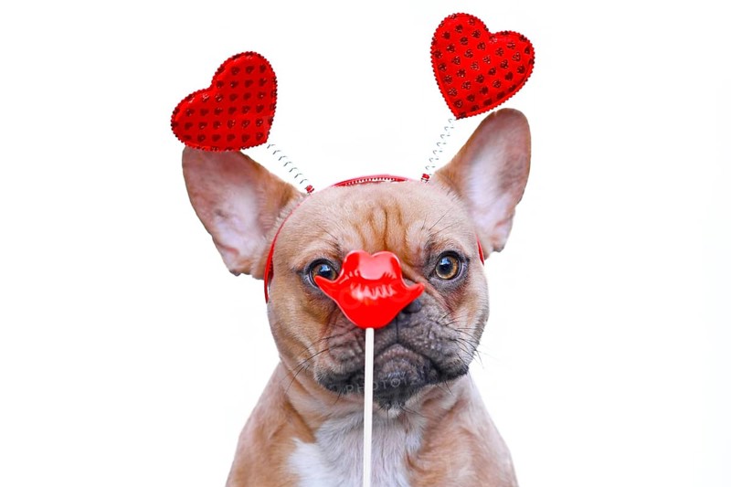 French Bulldog dog wearing Valentine headband with hearts looking at red kiss lips photo prop in front of face isolated on white background,