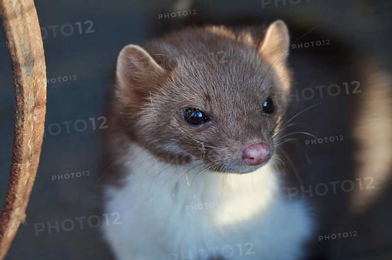 Stone Marten, Beech Marten
