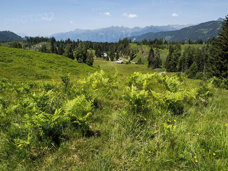 Managed alpine hut on the Naggler Alm, near Techendorf