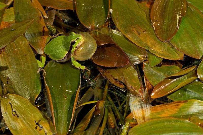 European tree frog,