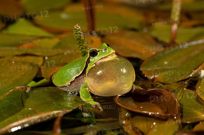 European tree frog,