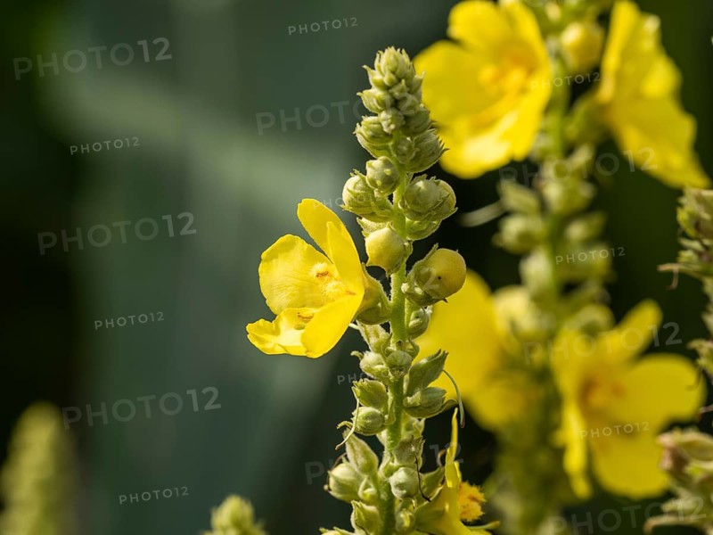 Dense-flowered mullein,