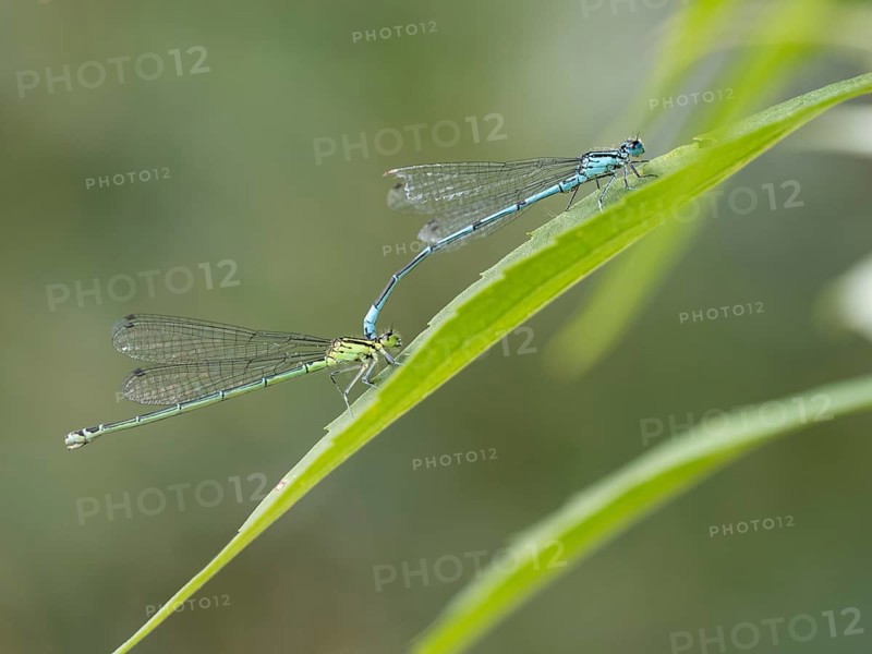 Dragonfly, common blue damselfly