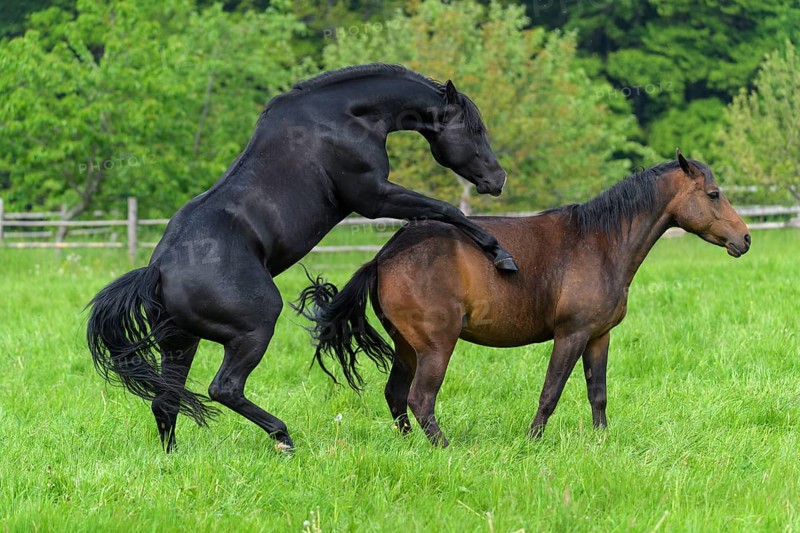 Domestic horse, mare and stallion on the pasture