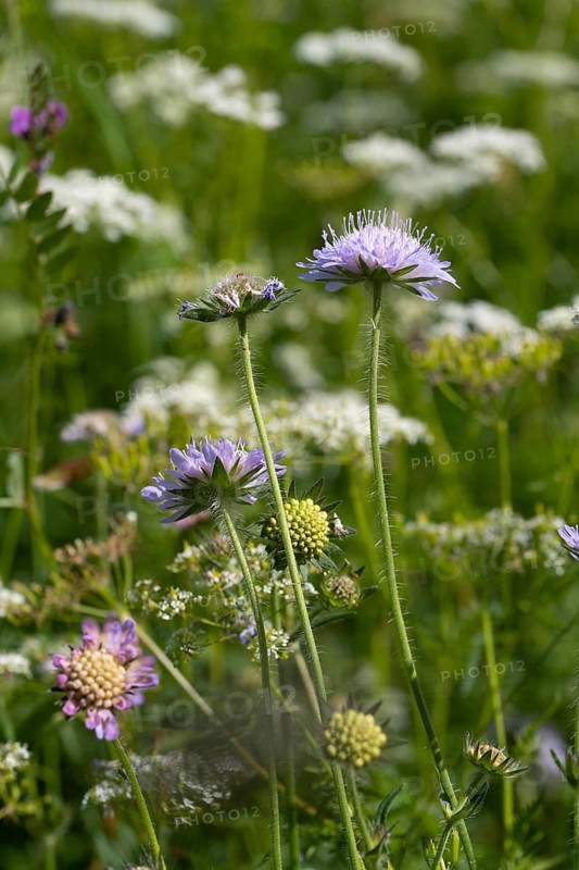 Field scabious,