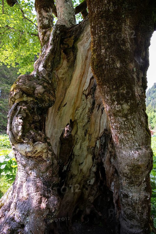 Sycamore maple,