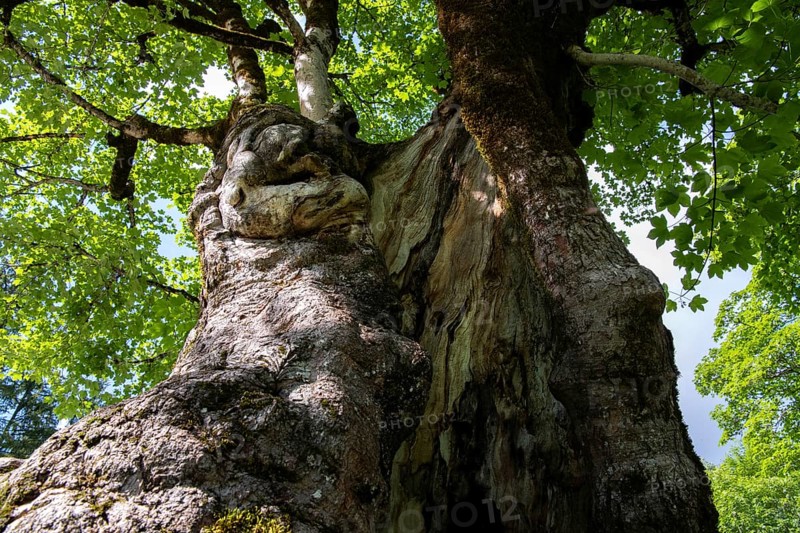 Sycamore maple,