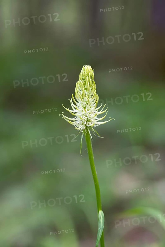 Spiked rampion,