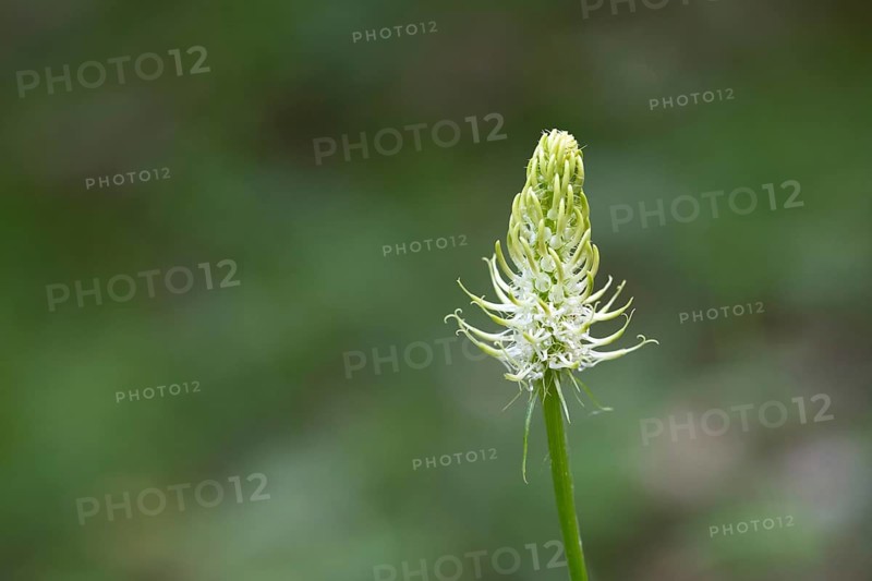 Spiked rampion,