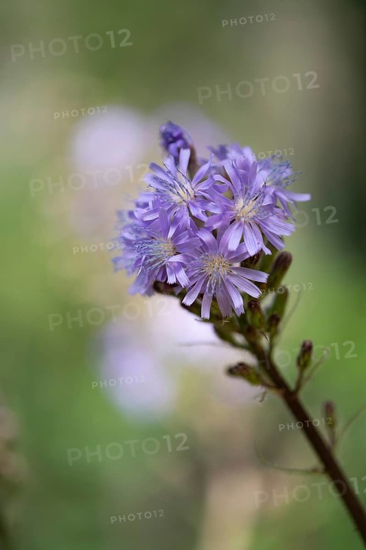Alpine sow-thistle,