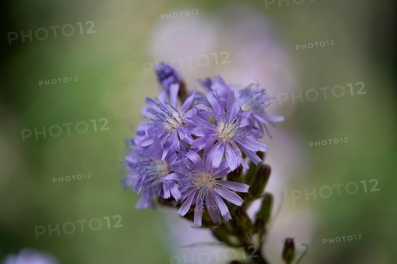 Alpine sow-thistle,