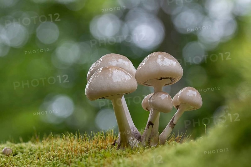 Porcelain fungus,