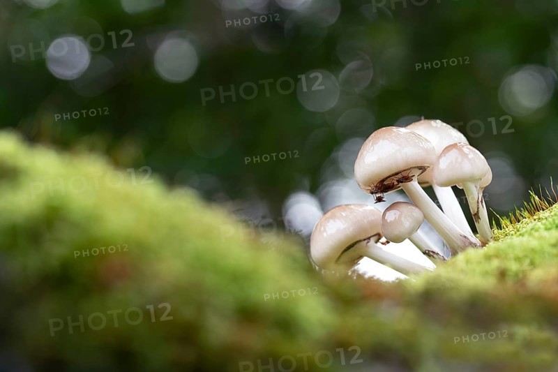 Porcelain fungus,