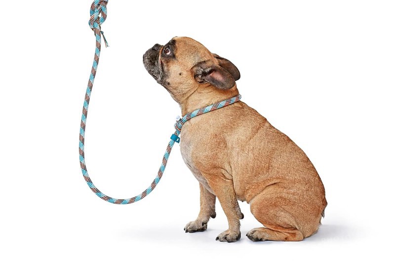 Fawn French Bulldog dog wearing blue rope retriever leash and collar on white background,