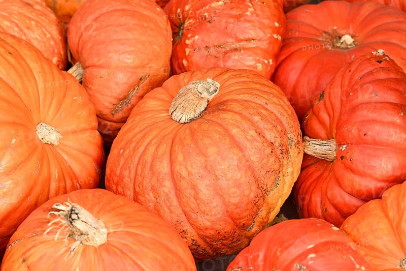 Large orange 'Rouge vif d'Etampes' Halloween pumpkins,
