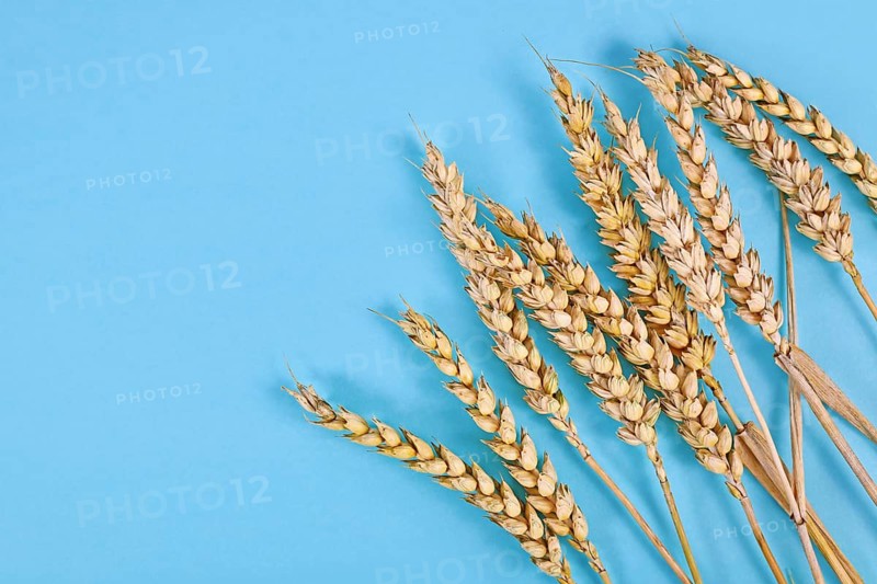 Bunch of of ripe wheat grain on blue background,
