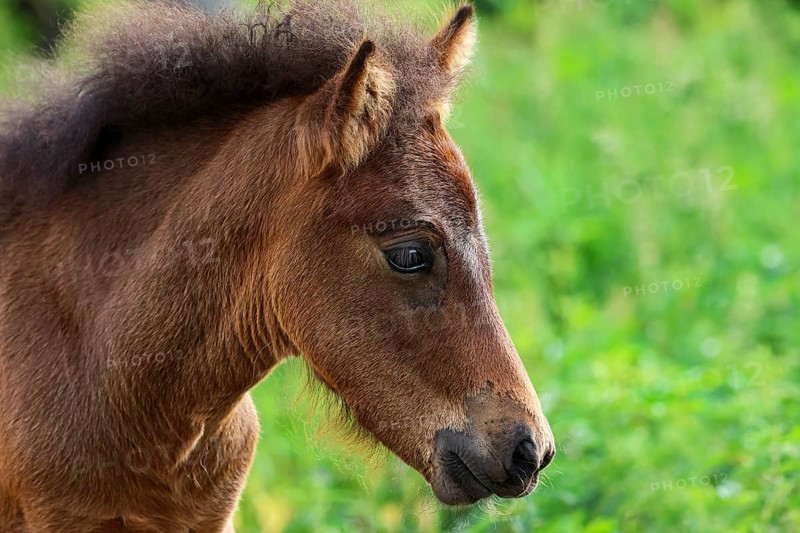 Young Icelandic horse,