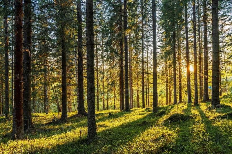 Forest in sundown near Are, Provinz Jaemtlands