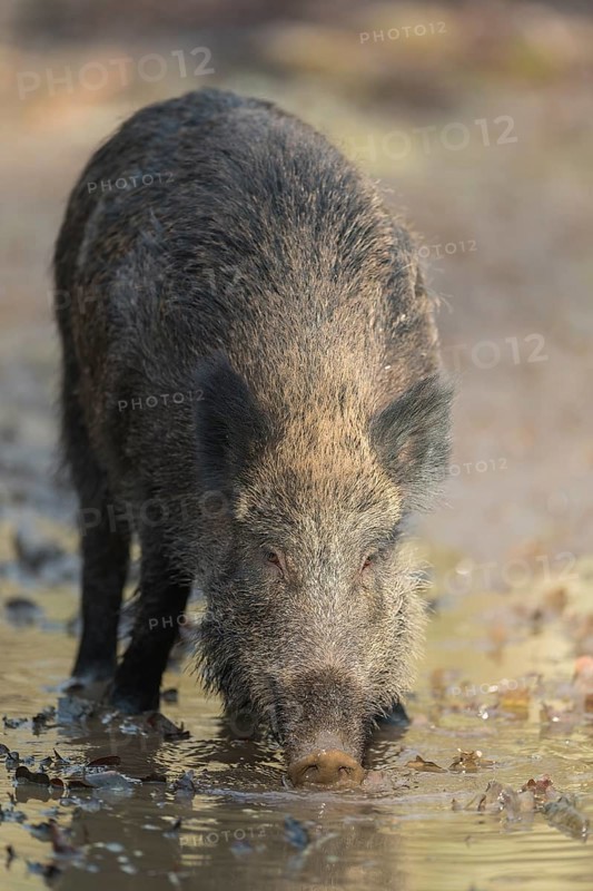 Wild boar,