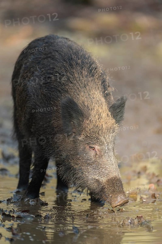 Wild boar,