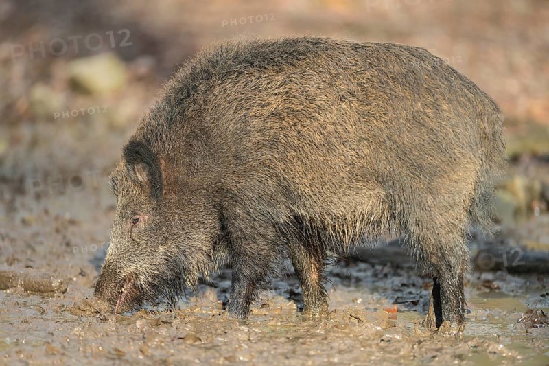 Wild boar,