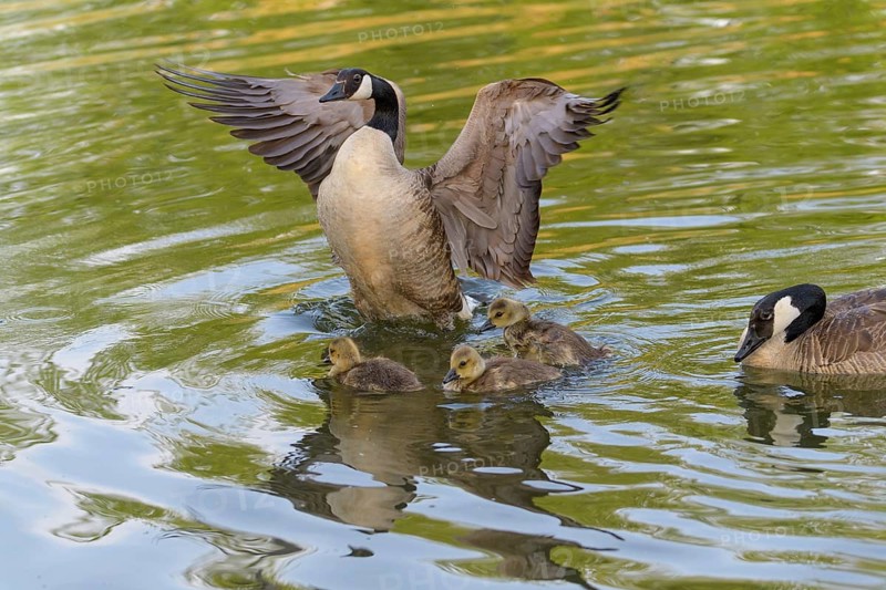 Canada goose,