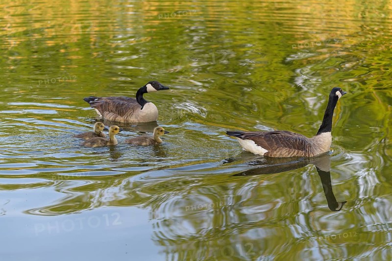 Canada goose,