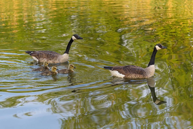 Canada goose,