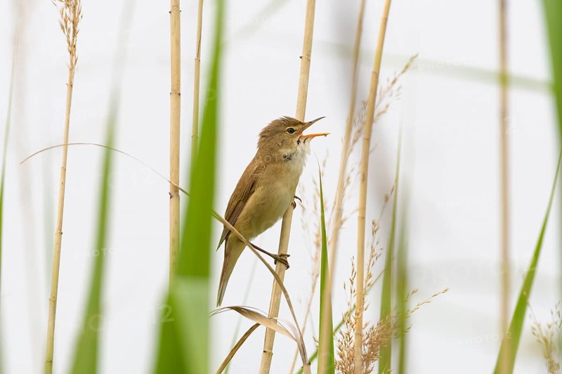 Sedge Warbler,