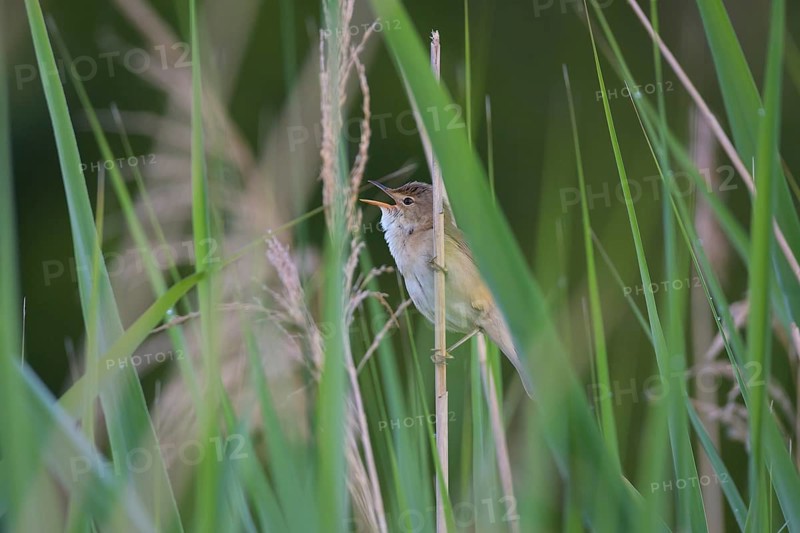 Sedge Warbler,