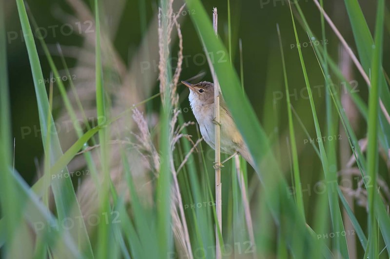 Sedge Warbler,