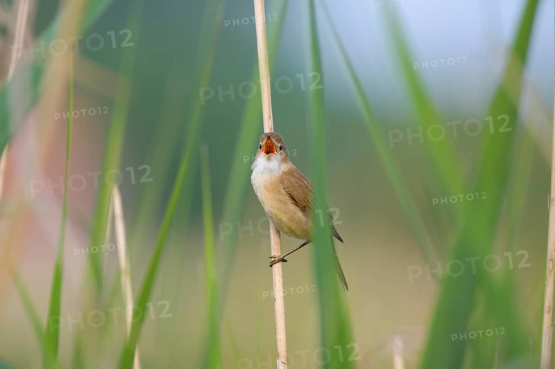 Sedge Warbler,