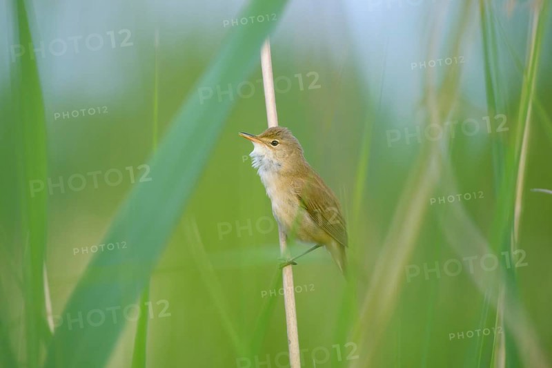 Sedge Warbler,