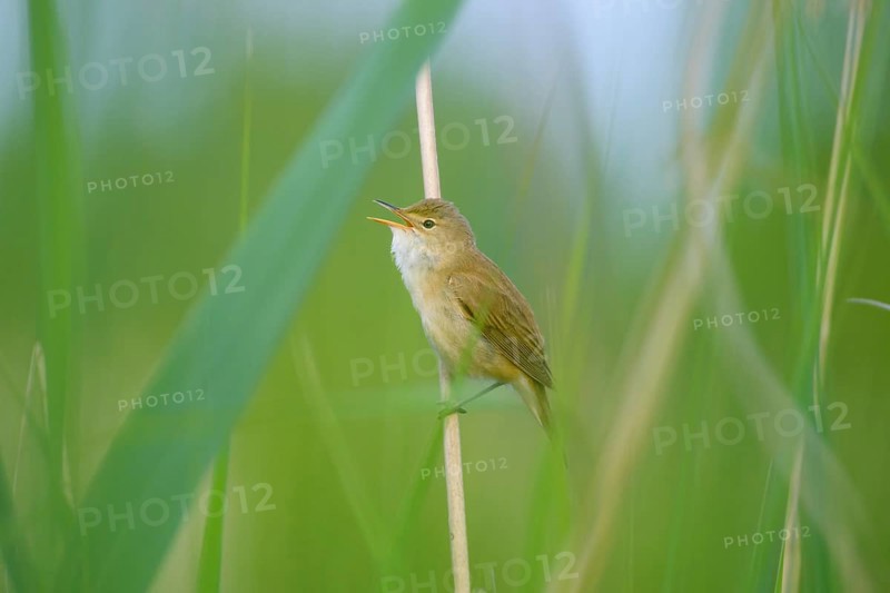 Sedge Warbler,