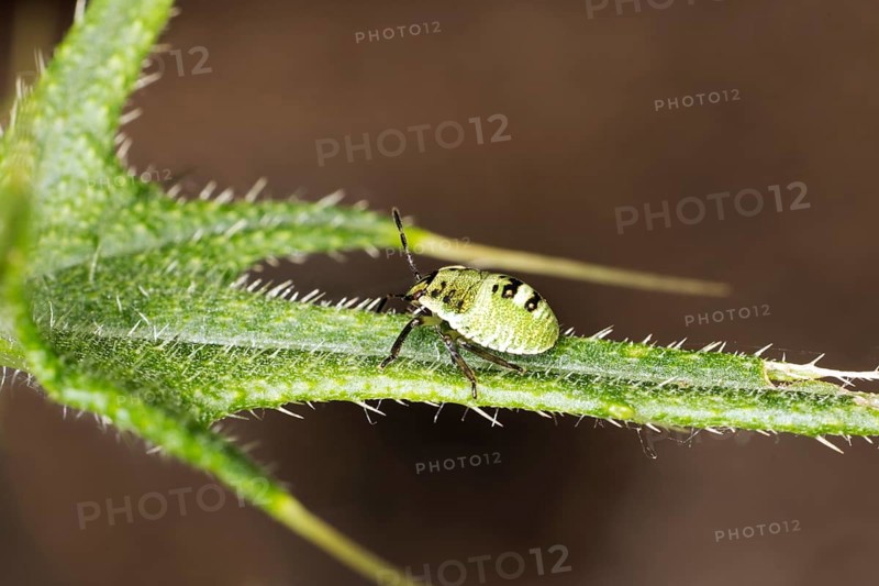 Green shield bug,
