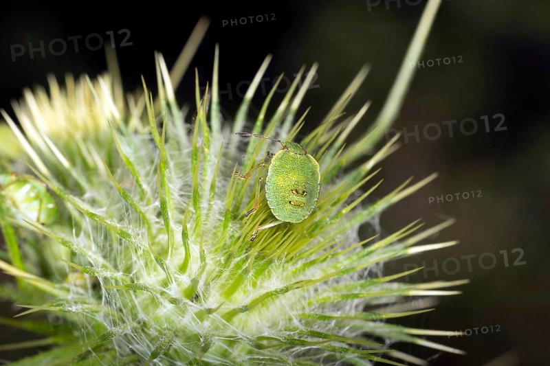 Green shield bug,