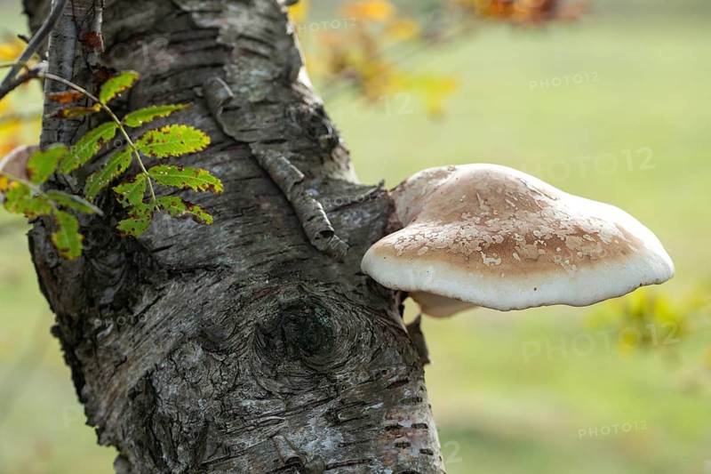 Birch porling,
