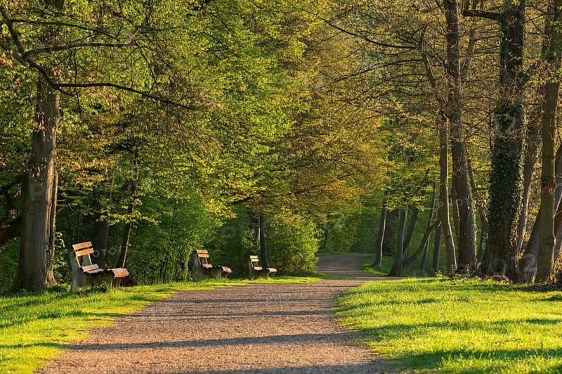 Footpath with benches in spring,
