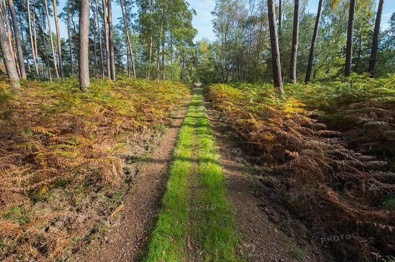 Footpath in pine forest, Nature Reserve