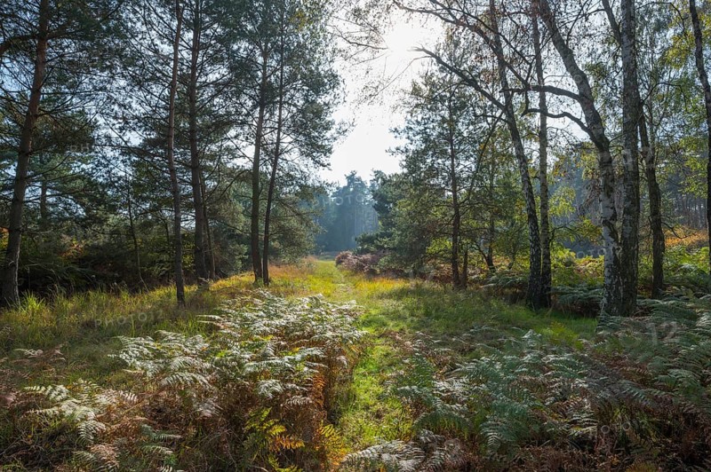 Pine forest, Nature Reserve