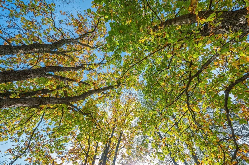 Chestnut tree in autumn, Nature Reserve