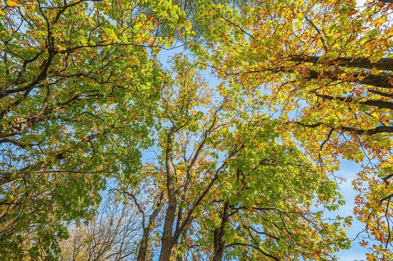 Chestnut tree in autumn, Nature Reserve