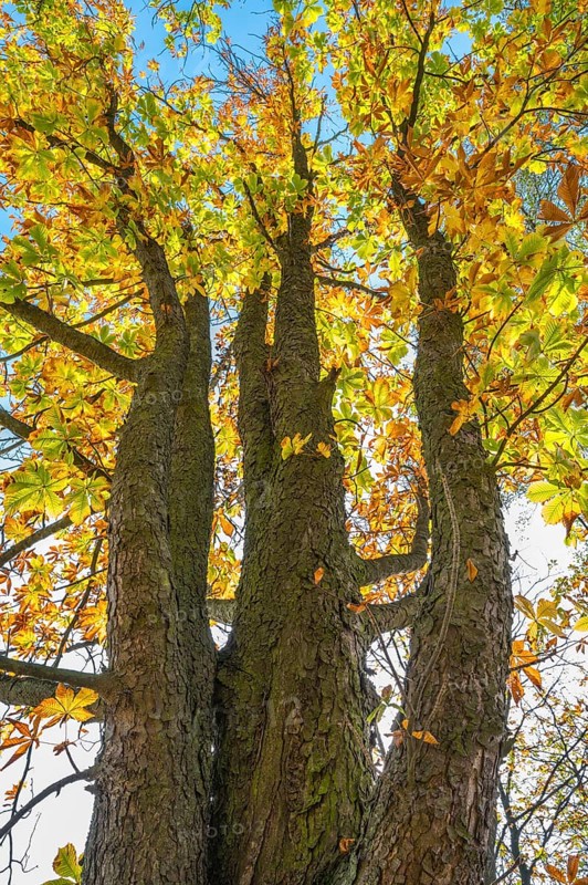 Chestnut tree in autumn, Nature Reserve