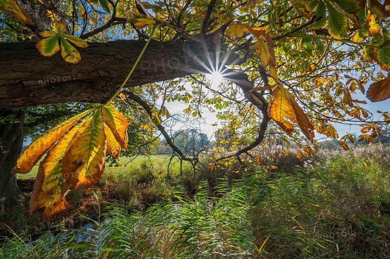 Chestnut tree with sun in autumn, Nature Reserve
