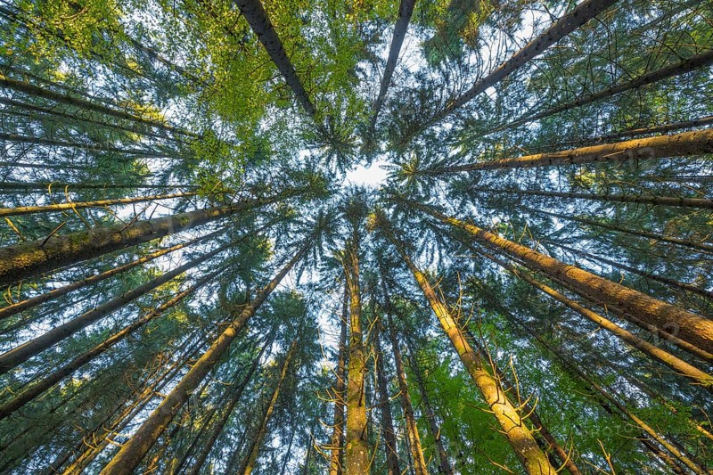 Look into the treetops of a coniferous forest,