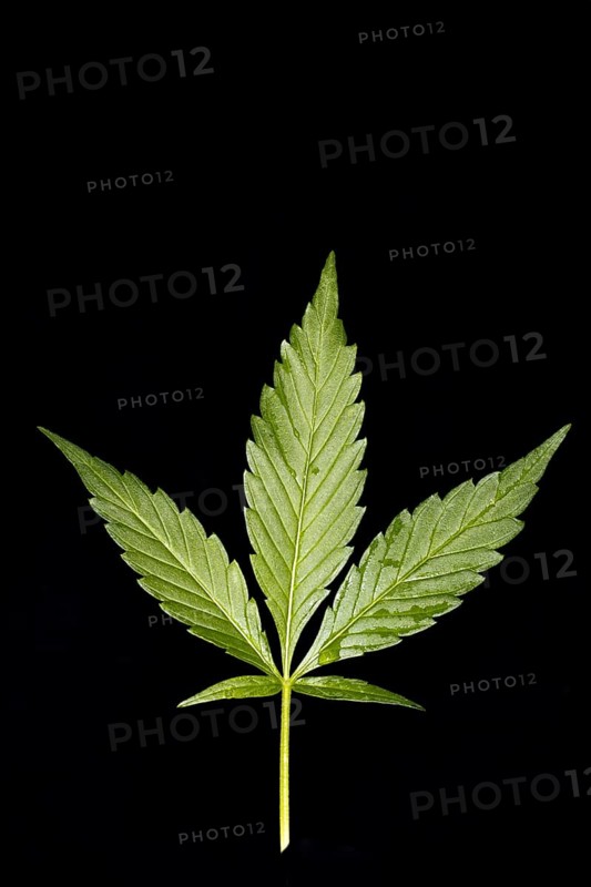 A hashish leaf,