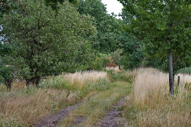 Path on a former sewage field of the Berlin city estates near Ruhlsdorf, city of Teltow