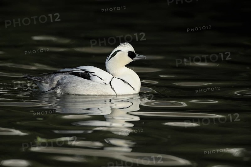 Smew,