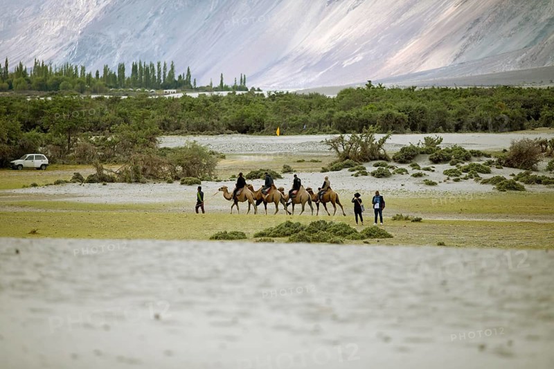 Riders on Bactrian camels in the Nubra Sand Dunes, Leh District